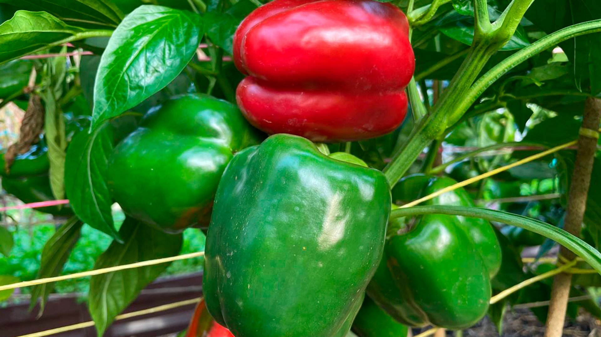 Урожай перца отличный! Уход и подкормка