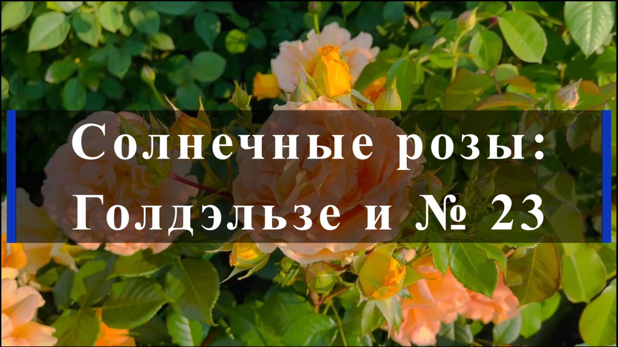 Солнечные розы: Голдэльзе и № 23 смотреть онлайн