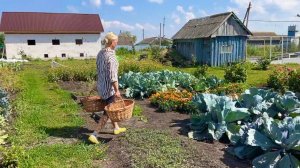 СОБИРАЕМ УРОЖАЙ/ ВЫСАДИЛИ КУСТАРНИКИ/ СДЕЛАЛИ КОСТРИЩЕ И ЯГОДНЫЙ ПИРОГ