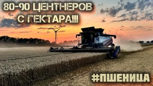 УБОРКА ПШЕНИЦЫ 2025/КОМБАЙНЫ  ТОРУМ В ДЕЛЕ/ХОРОШИЙ УРОЖАЙ/БОЛЬШАЯ ВЛАЖНОСТЬ