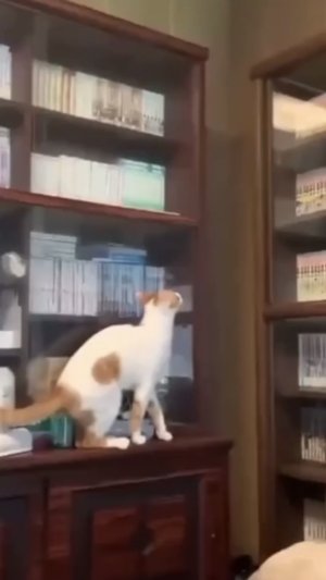 Кот всегда выход найдёт