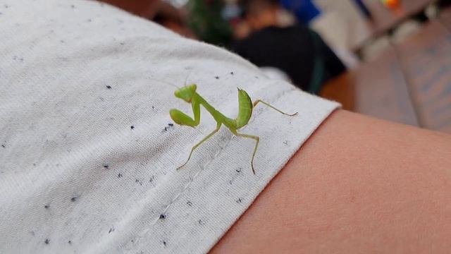 Богомол смотреть онлайн