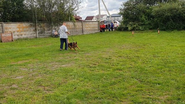 9.  выражено/пож MANIK DU MAISON MEGGI (Napoli V. Bad-Boll – Manik Du Maison Efa)