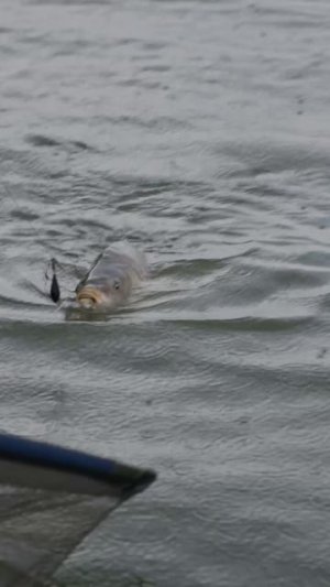 КОГДА ПРИХОДИТ ПО-НАСТОЯЩЕМУ БОЛЬШАЯ РЫБА?