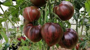 Томат Салют Виктории