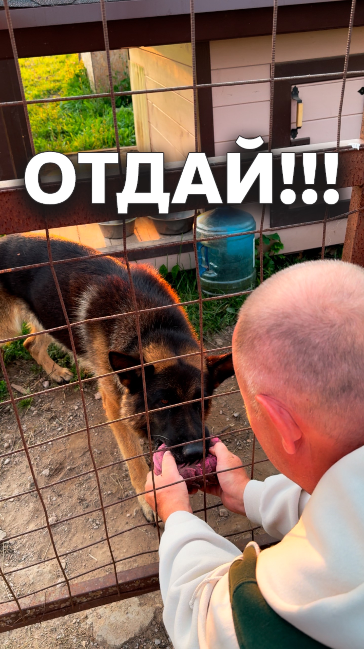 Собака не отдает мячик 🏐 смотреть онлайн