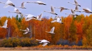 Просто сон песня