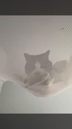 Кот_ который меня спасёт. #кот #смешноевидео