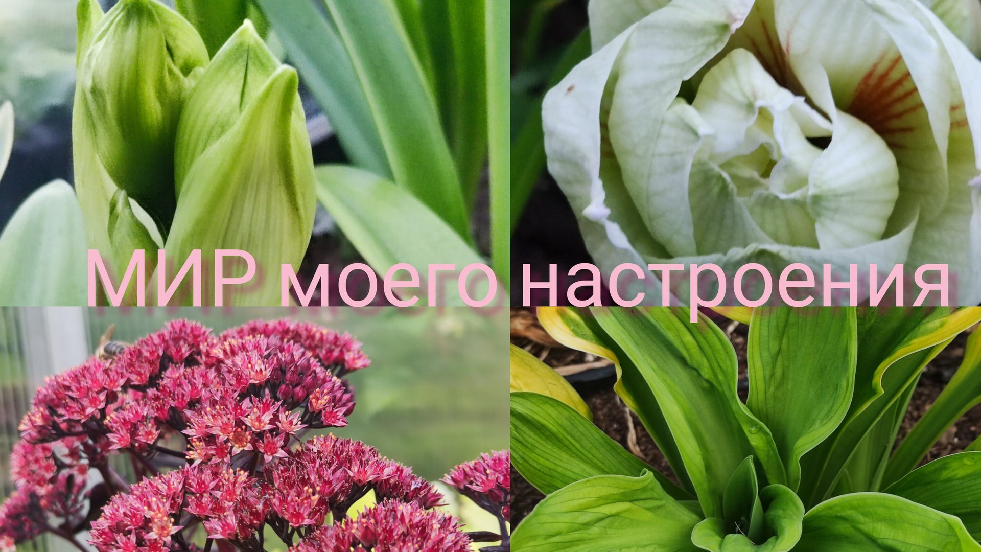 08.08.25 Дача.Кипарисовик восстанавливается.Гиппеаструм опять пересорт на Нимф. смотреть онлайн