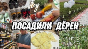 VLOG: Овощи В ЗАМОРОЗКУ/Вареники с ТВОРОГОМ и ЛУКОМ/Сельский МАГАЗИН/Купили ОБУВЬ/Купили ГОРШОК