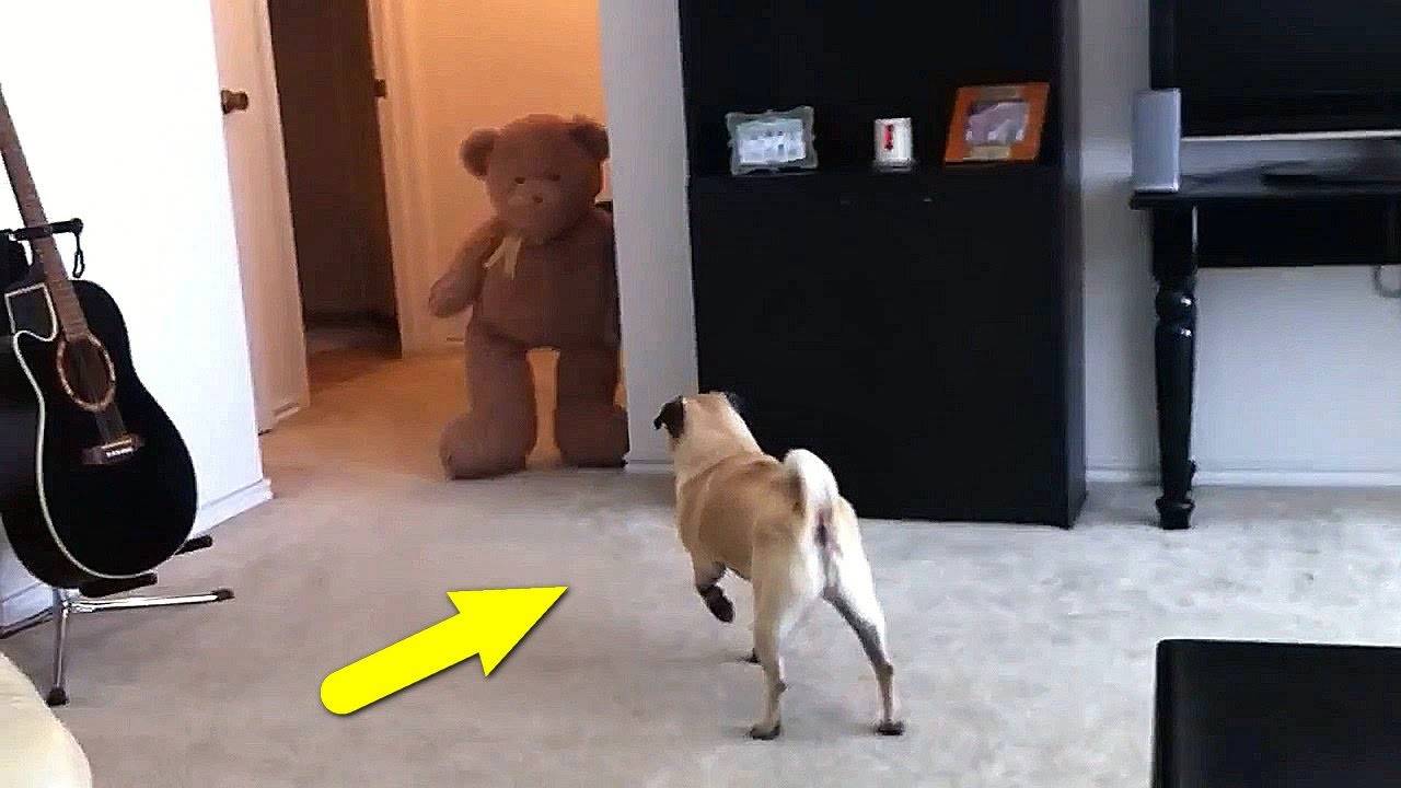 Удивительные моменты с СОБАКАМИ, снятые на видео! смотреть онлайн