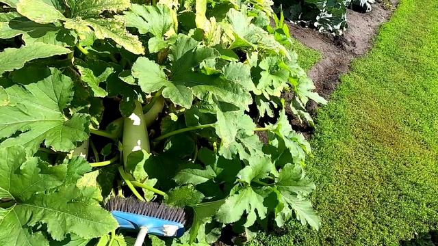 Мои кабачки в открытом грунте 11 августа 2025 года