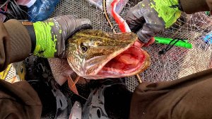 БОЛЬШАЯ РЫБА на БОЛЬШИЕ ПРИМАНКИ! Рыбалка с СЫНОМ, он в ШОКЕ ОТ УВИДЕННОГО! Рыбалка на спиннинг!