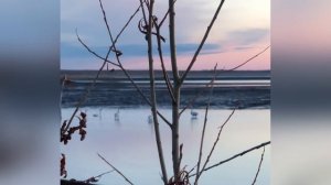 Супер охота на гуся / Саха Якутия / гусь прет массово / часть 4