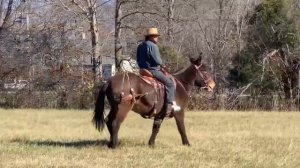 мул тяжеловоз