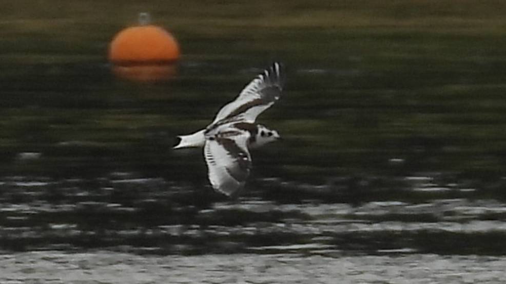 Красная Книга. Птицы. Малая Чайка, наблюдение в Великом Новгороде, 11 августа 2025 смотреть онлайн