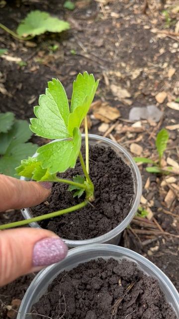 Рассада клубники, укоренение усиков #клубника #рассада смотреть онлайн