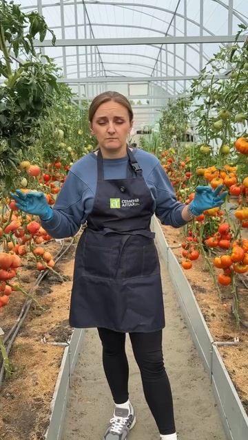 СОРТА, КОТОРЫЕ МЫ ВЫРАЩИВАЕМ В ЭТОМ ГОДУ смотреть онлайн