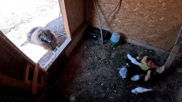 Поймал рыбу ! Как выросла рыба за 2 месяца ?Разобрал машину ! ХУТОР В ЛЕСУ №780 смотреть онлайн