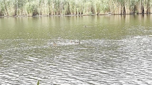 11-08-2025 наша рыбалка в Кореновске