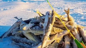 Зимняя рыбалка на Сахалине! Лучшее место ловли!