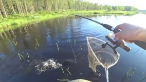 ТРИ ДНЯ В ТАЙГЕ _ ЛОВЛЯ ЩУКИ НА КРУЖКИ _ РЫБАЛКА НА СПИННИНГ _ ТАЕЖНАЯ ИЗБА _ КАРЕЛИЯ _ часть 1.