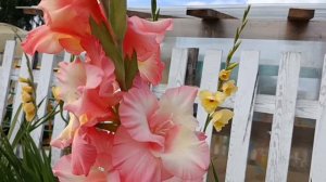 СТАРЬЁ А ПРИГОДИЛОСЬ/, ПОГОДА ☀БАЛДЕЕМ/НАКОПАЛИ КАРТОШКИ.