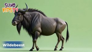 Safari_Animal_Sounds_Song