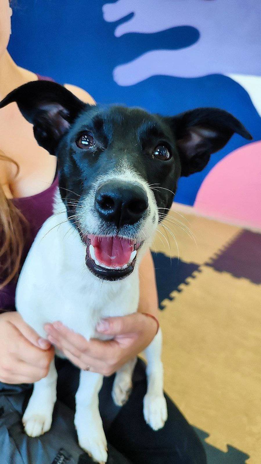 Собака в добрые руки. Нуга