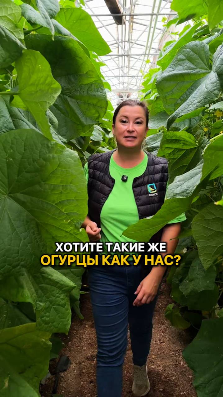 Как получить ОГРОМНЫЙ урожай огурцов?