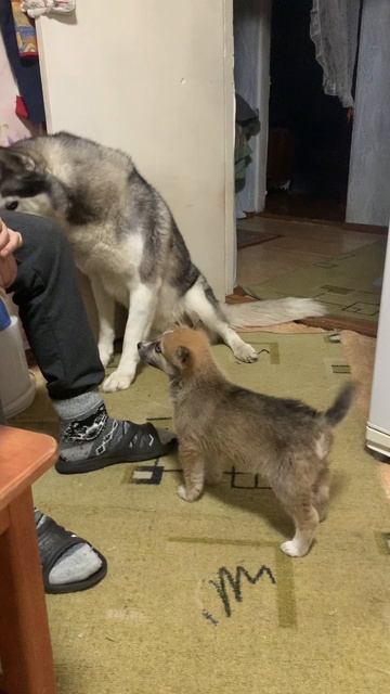 Брюлик и Лиска празднуют сегодня день рождения. смотреть онлайн