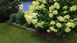 Метельчатые гортензии в моём саду. Ленинградская область.