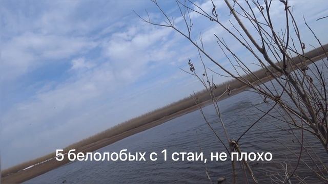 Охота Саха Якутия / красивые налёты / охота на гуся