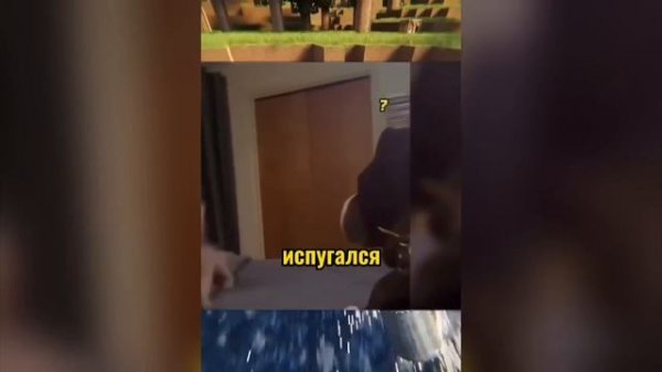 вирусные видео подборка