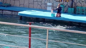 Развлечения дельфинарий Анапа