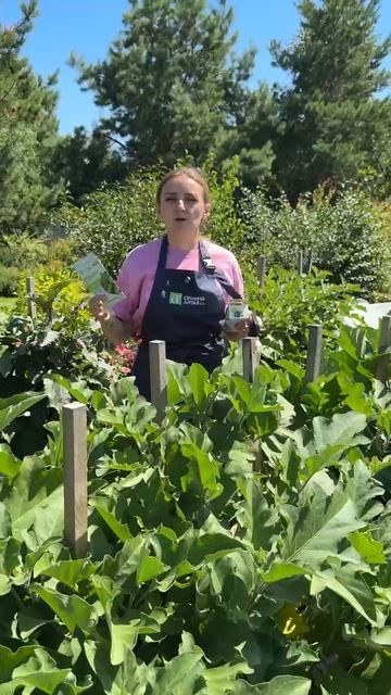 ПРОФИЛАКТИКА И ЛЕЧЕНИЕ ПАУТИННОГО КЛЕЩА смотреть онлайн