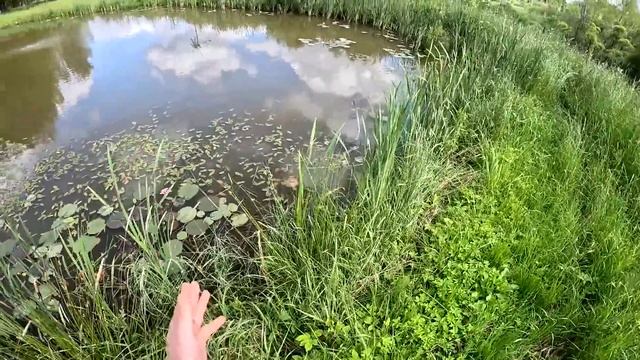 Бобёр забил трубу ! Приехала техника ! ХУТОР В ЛЕСУ №743 смотреть онлайн