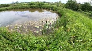 На нас напали ! Задушили ? Чужие собаки на хуторе ! ХУТОР В ЛЕСУ №754