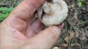 когда и где растут грузди! показываю и объясняю!