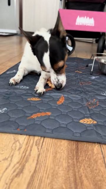 Шашлычок для Бенечки смотреть онлайн