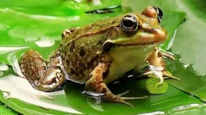 Лягушонок 🐸 ищет маму
