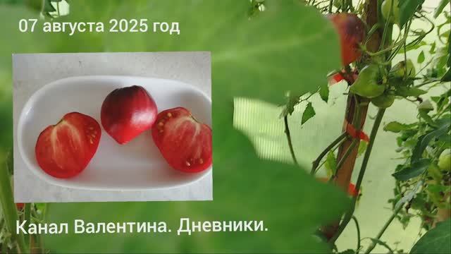 томат Сержант Пеппер . Великого урожая нет. 07.08.2025 смотреть онлайн