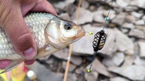 ЛОВЛЯ КАРАСЯ НА КОРМУШКИ. ЛЕТНЯЯ РЫБАЛКА НА ДОНКИ. ЖОР КАРАСЯ НА ПЕНОПЛАСТ. РЫБАЛКА 2025