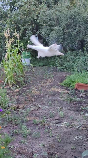 Кошка, которая пытался летать. #шорты смотреть онлайн