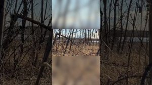 Охота на гуся с подхода / Якутия