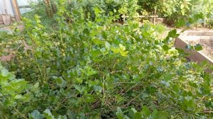 КРЫЖОВНИК РОДНИК-сама не ожидала.РЕКОМЕНДУЮ.