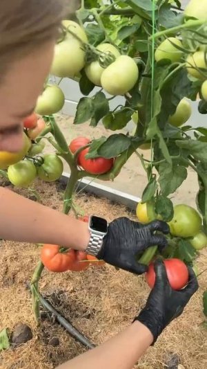 ТОМАТ МАЛИНОВЫЙ ЗВОН