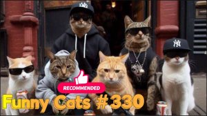 Смешные коты #330