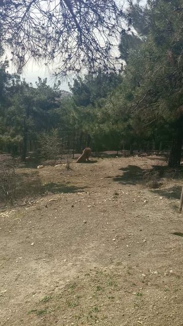 Лев прилёг отдохнуть. смотреть онлайн