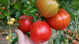 Томат Гигант Пепе